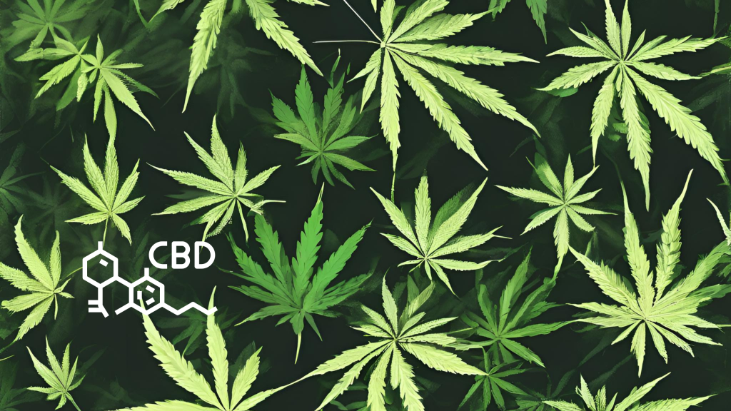 CBD Cream for Muscle and Joint Pain: What You Need to Know